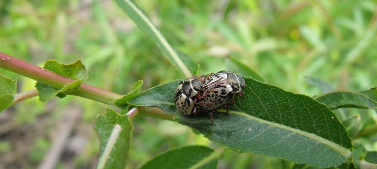 La superficie del escarabajo cuenta con manchas hidrófilas.