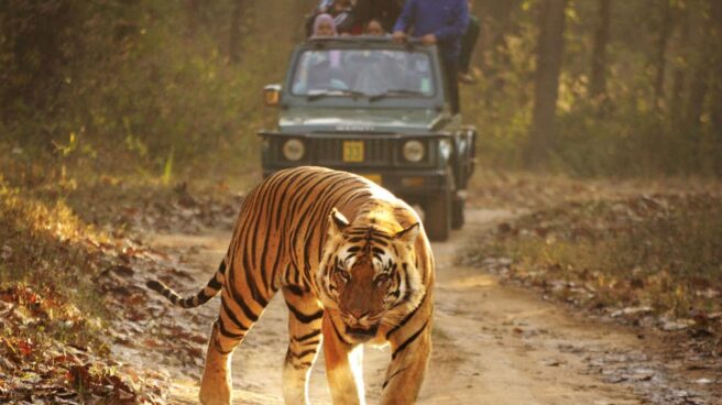 Un tigre de bengala. Un tigre de bengala.
