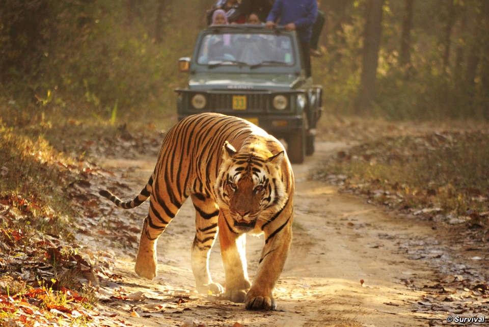 Un tigre de bengala.