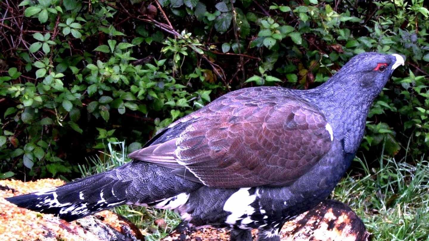 Un ejemplar de urogallo cantábrico.