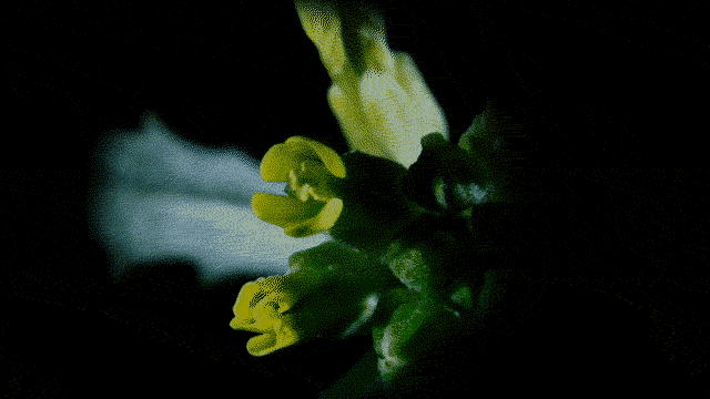 Detalle de anteras frotándose en una flor