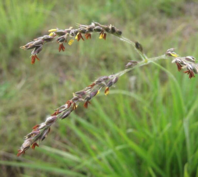 La hierba puede robar genes de plantas vecinas para atajar en su evolución