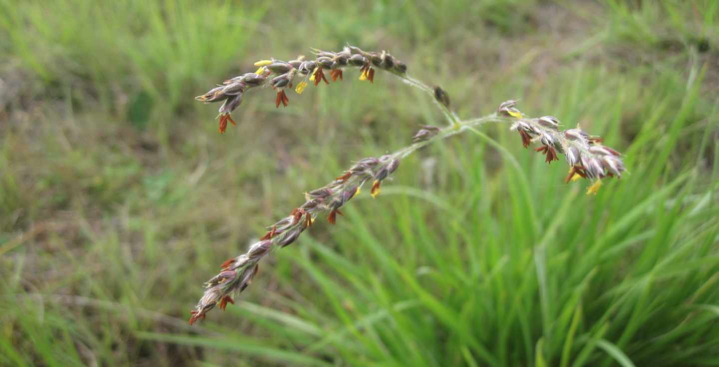 Ejemplar de hierba Alloteropsis