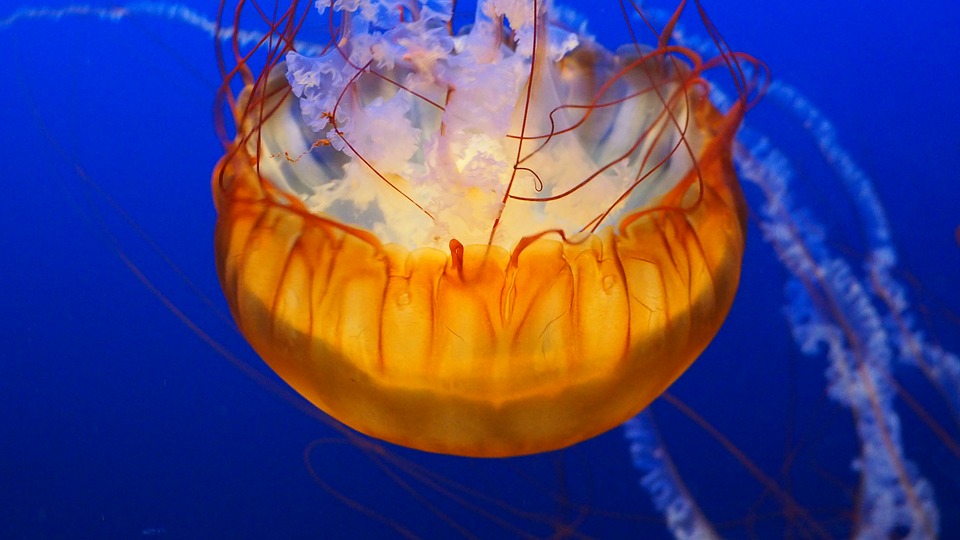 Las medusas luminiscentes -es decir, las que brillan por sí mismas- son un misterio para el ser humano.
