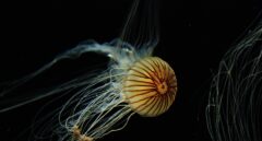 Las medusas como fuente de luz