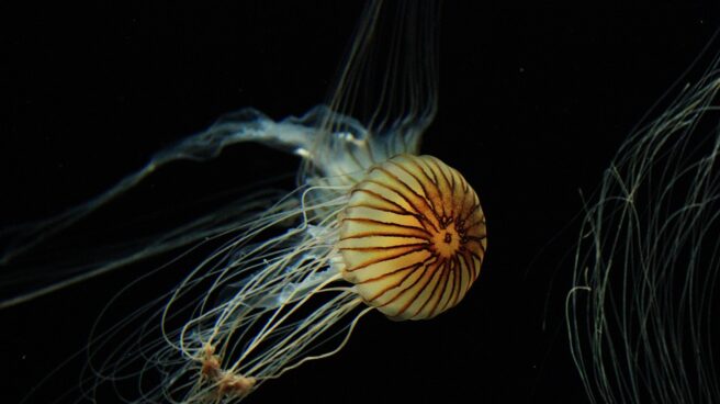 La medusas cuentan con proteínas fluorescentes.