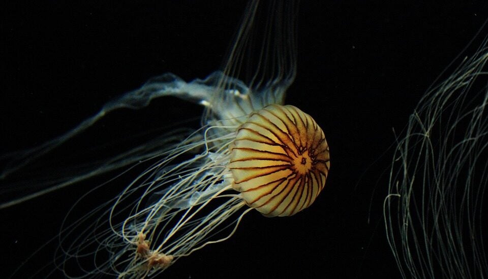 La medusas cuentan con proteínas fluorescentes.