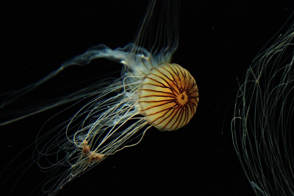 La medusas cuentan con proteínas fluorescentes.
