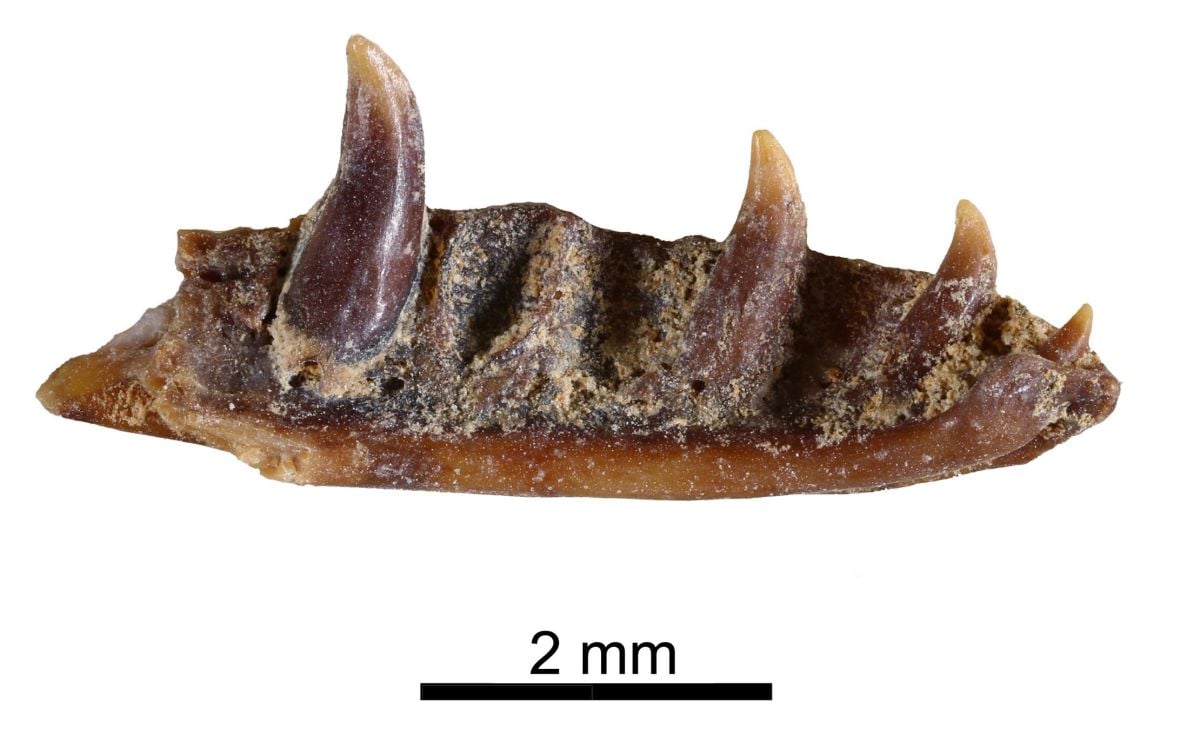 Restos de madíbula del Ophisaurus prehistórico de Murcia