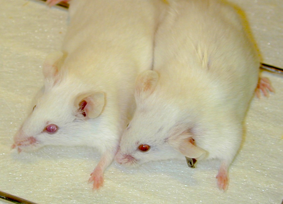 Ratones albinos avatar