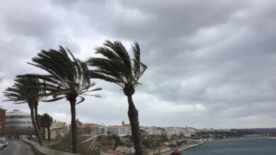 Muere una mujer en Mallorca tras caerle una palmera por las rachas de viento