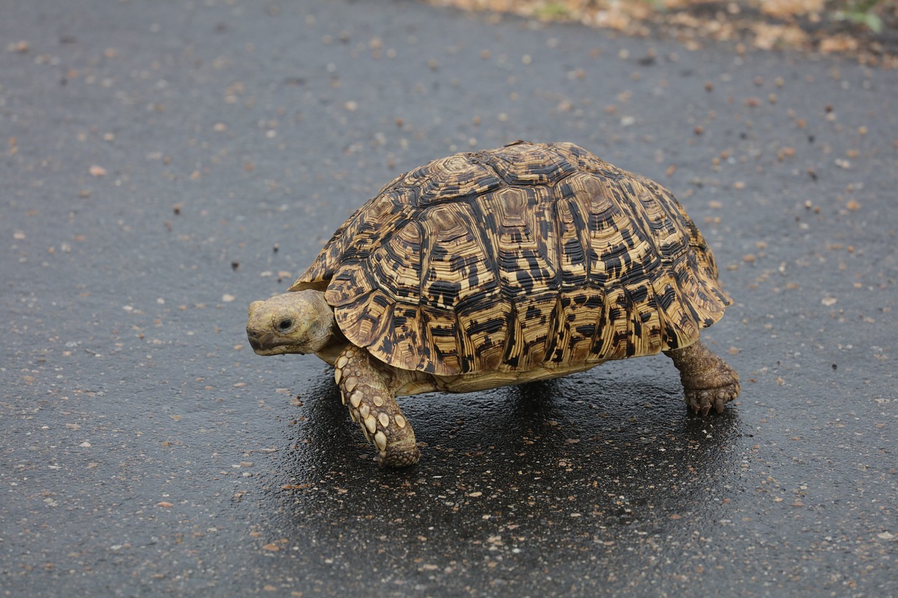 Tortuga leopardo