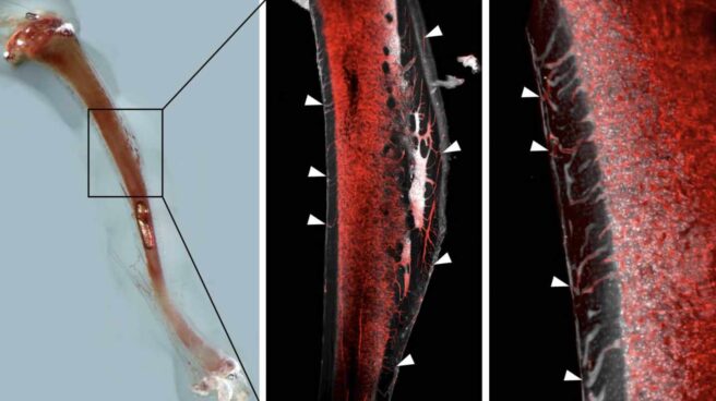 Vasos sanguíneos descubiertos en los huesos, aquí, en un roedor