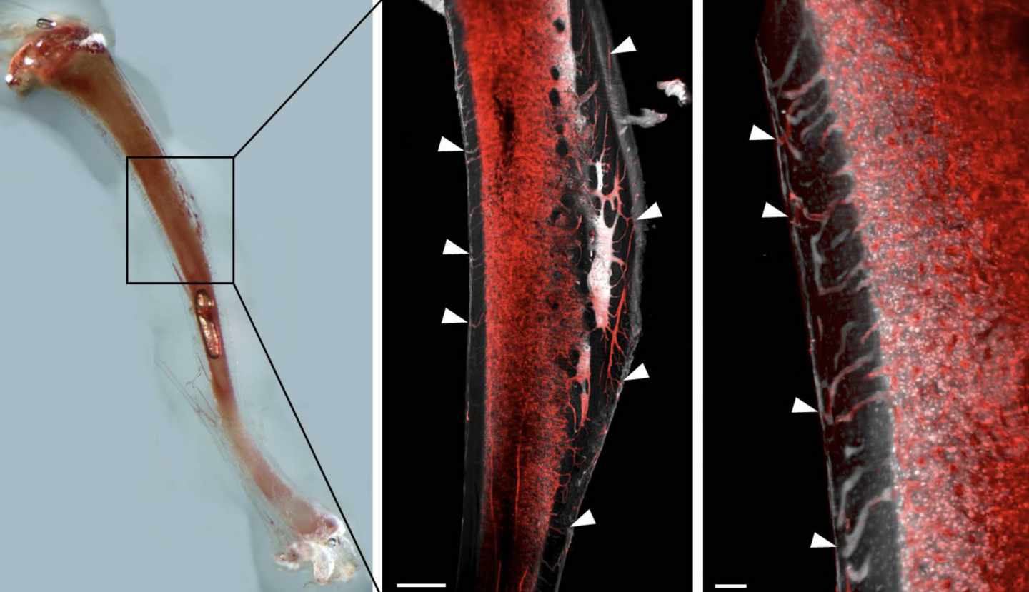Vasos sanguíneos descubiertos en los huesos, aquí, en un roedor