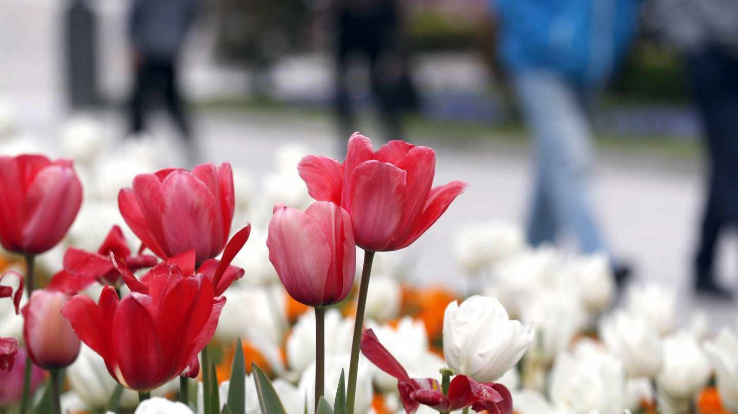 Varios tulipanes en Bilbao