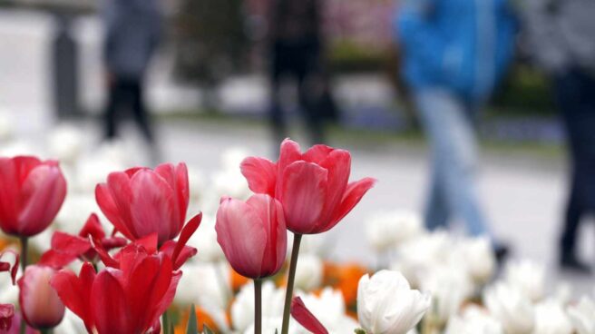 Varios tulipanes en Bilbao Varios tulipanes en Bilbao