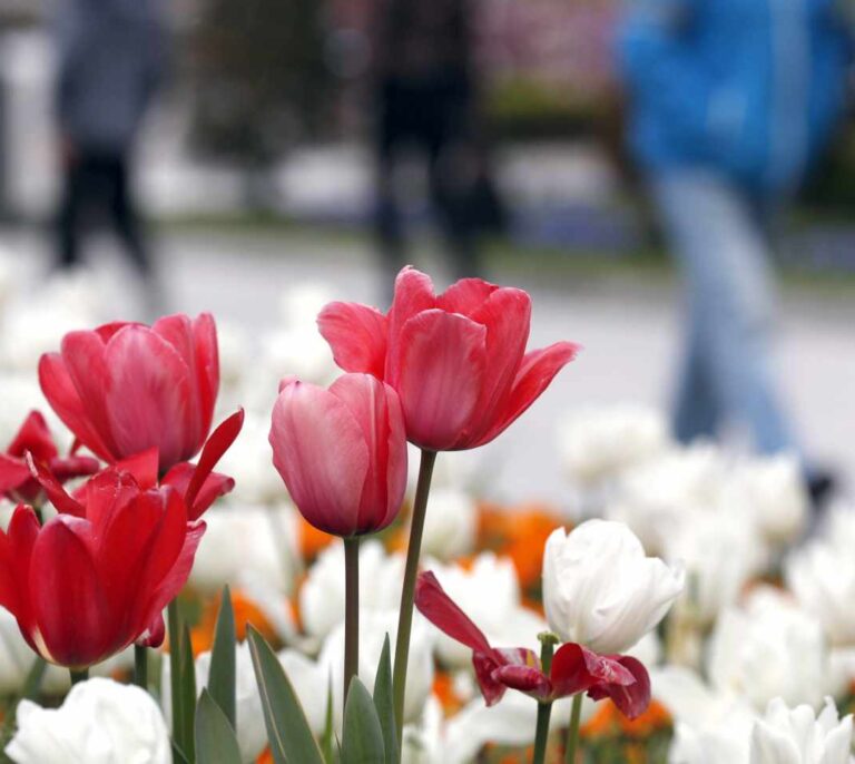 Comienza la primavera más calurosa de lo normal tras el segundo invierno más seco del siglo