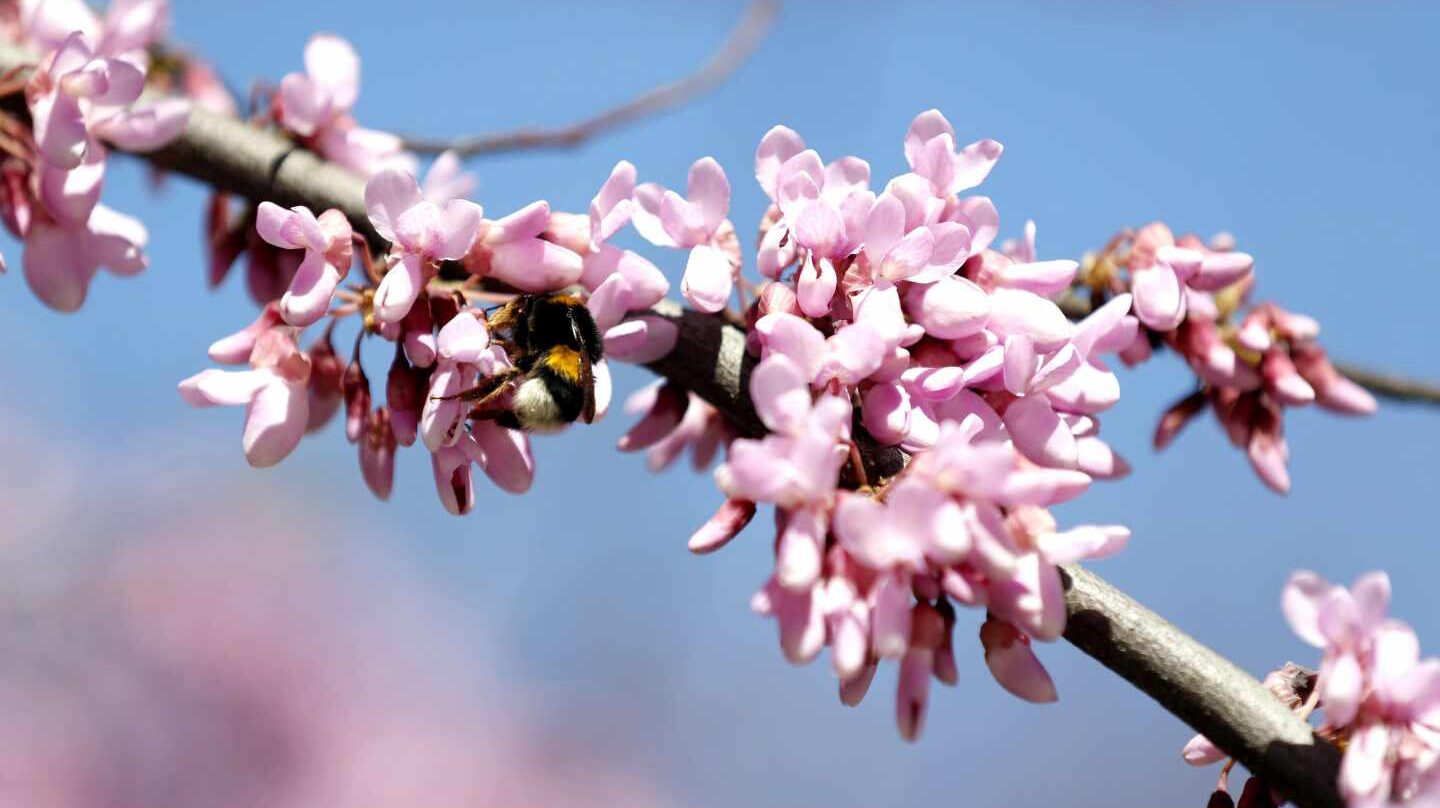 Un abejorro recoge polen de un árbol en flor este miércoles en Bilbao.