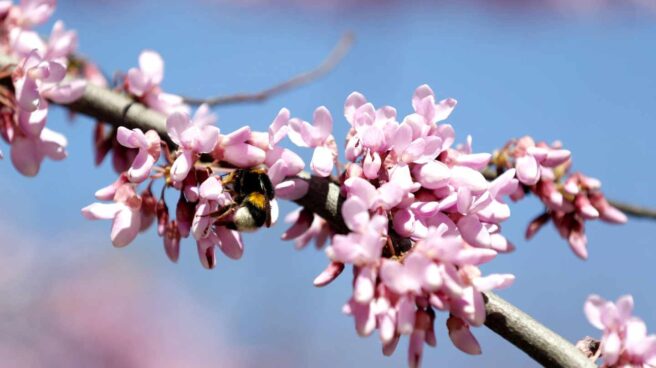 Un abejorro recoge polen de un árbol en flor este miércoles en Bilbao.