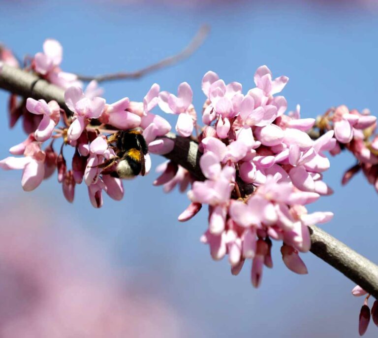 La primavera será leve para los alérgicos al polen, tras el peor invierno en 25 años