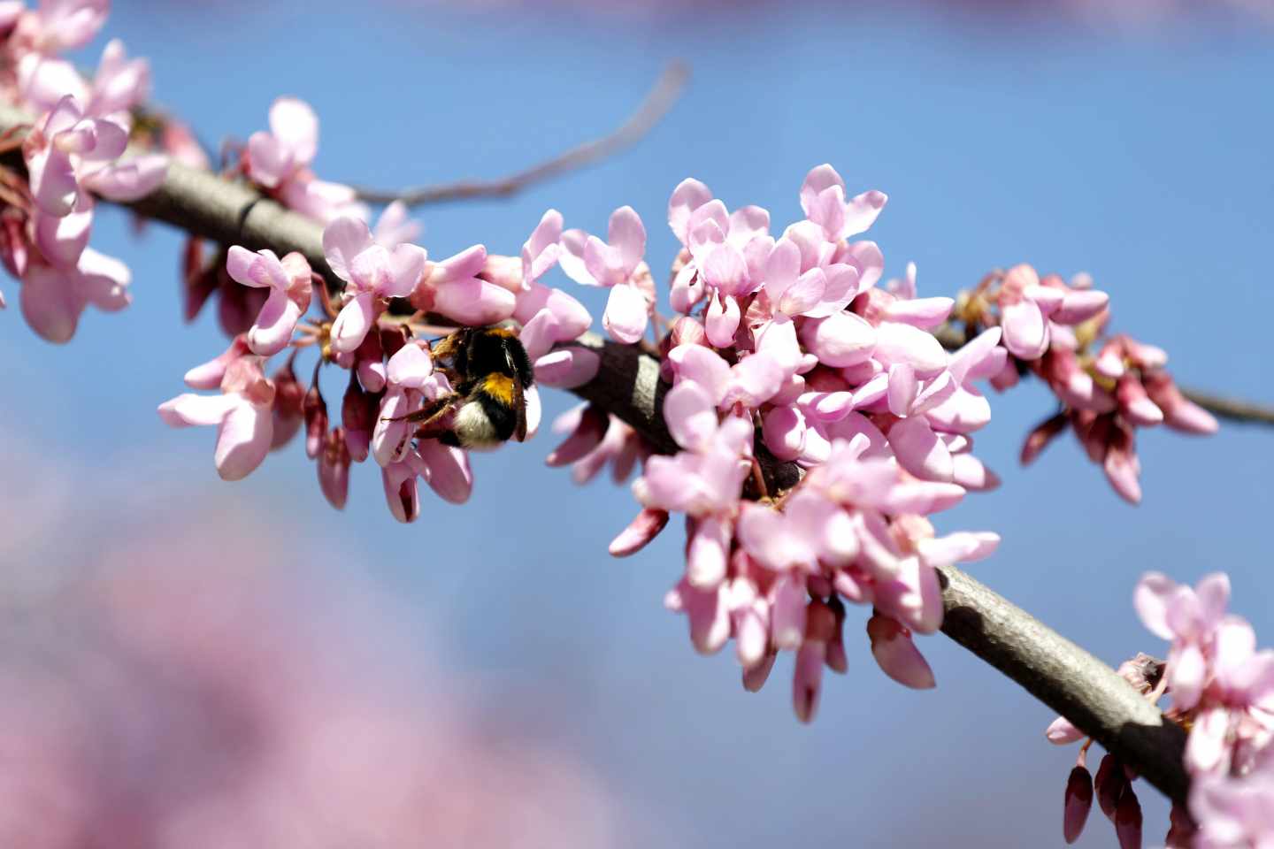 Un abejorro recoge polen de un árbol en flor este miércoles en Bilbao.