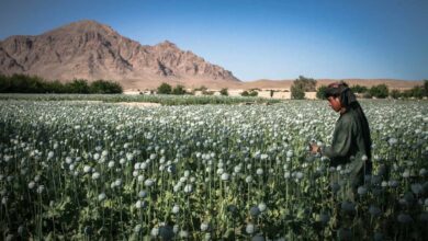 Afganistán, el jardín del opio