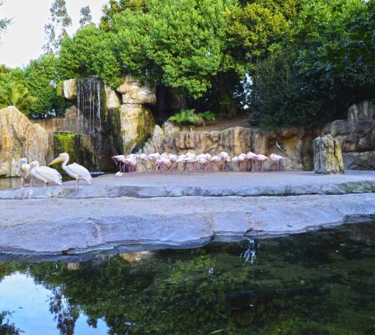 Bioparc prevé abrir en Valencia el "mejor parque acuático" de la Península en 2021