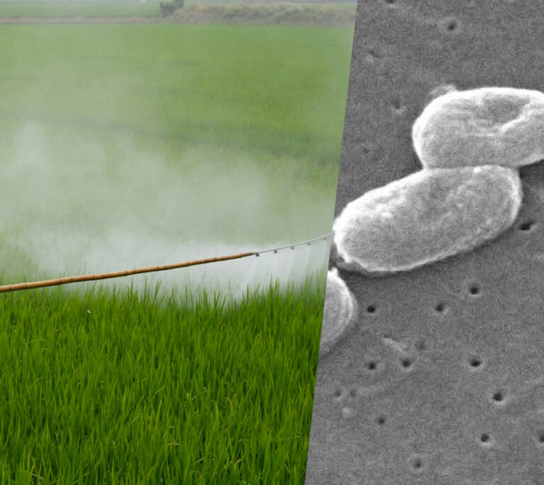 Bacterias mutantes como pesticidas naturales