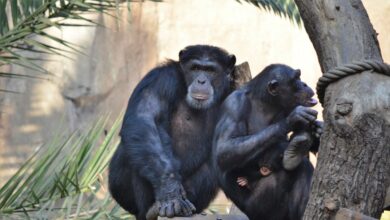 El negativo impacto humano en los chimpancés