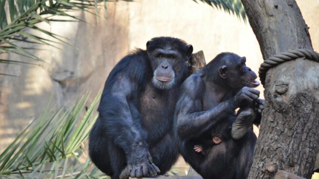 Una pareja de chimpancés. Chimpancés.