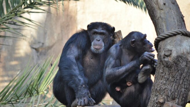 El negativo impacto humano en los chimpancés