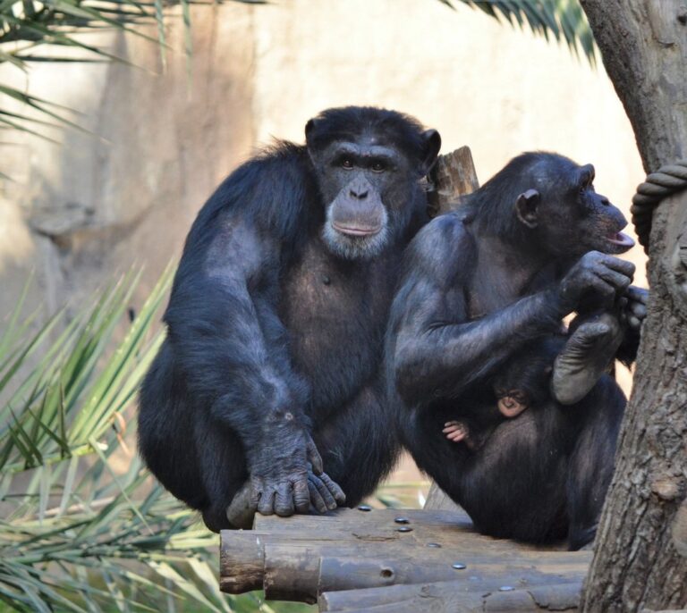 El negativo impacto humano en los chimpancés