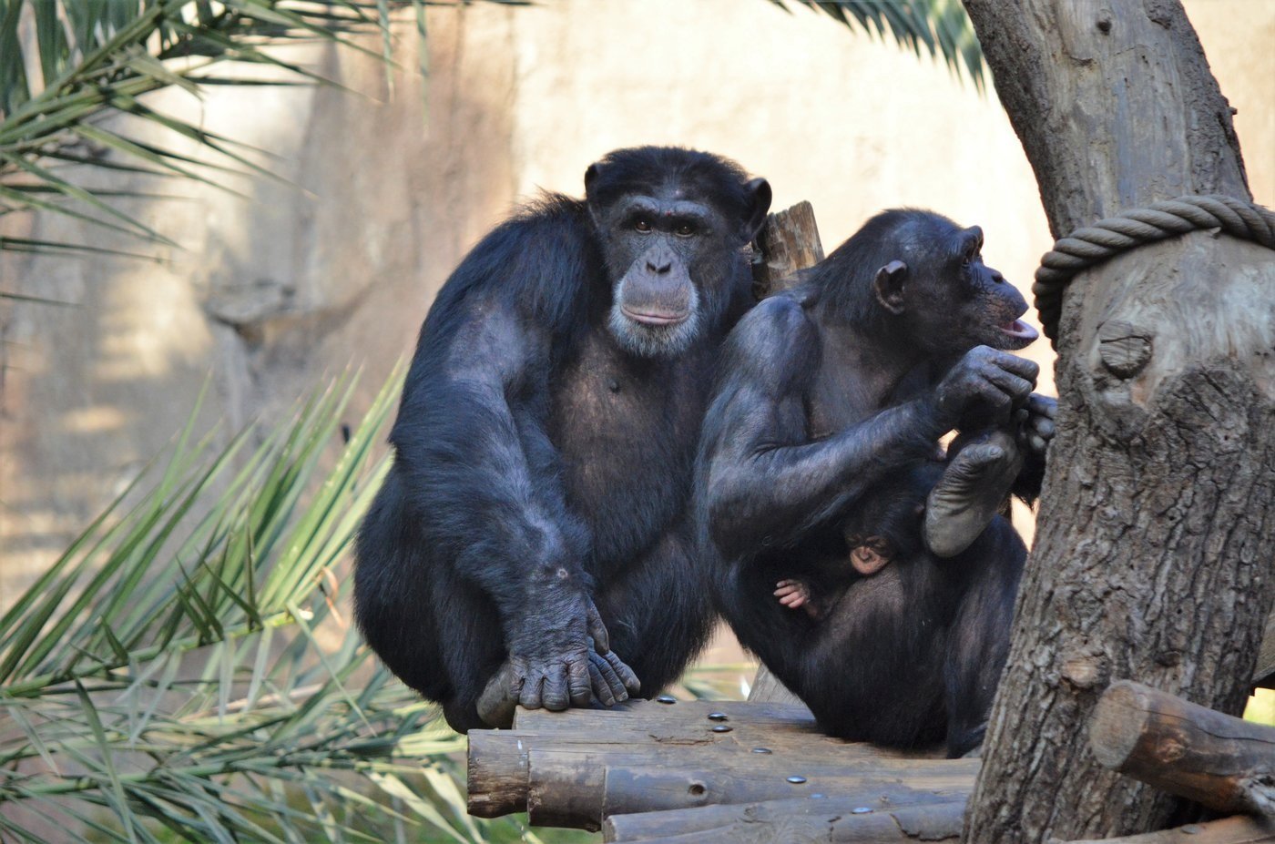 Chimpancés.