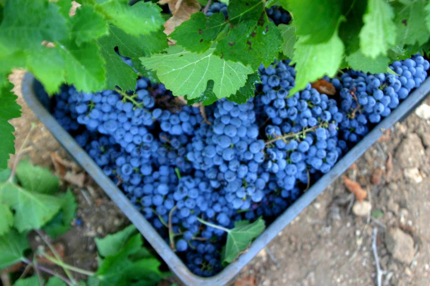 Uvas de Mallorca.