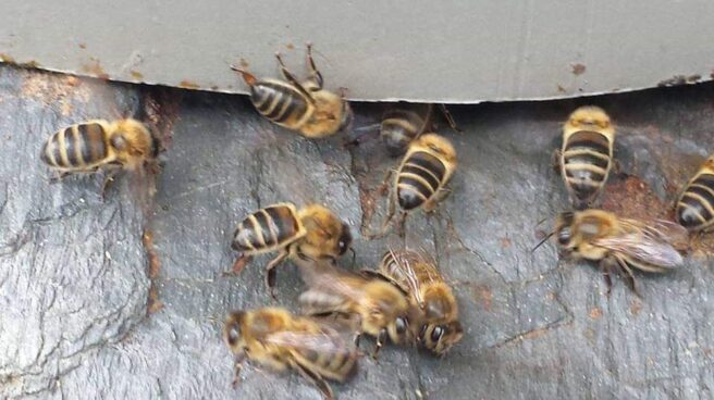 Las abejas surfean sobre sus propias alas