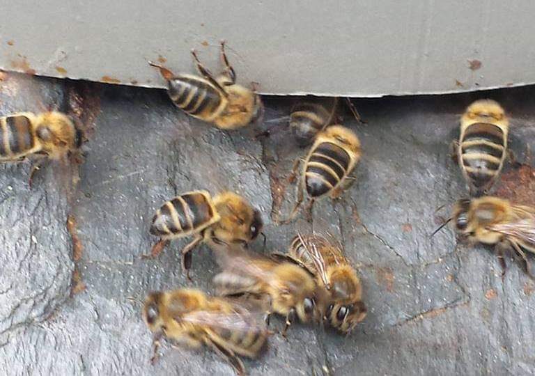 Las abejas surfean sobre sus propias alas