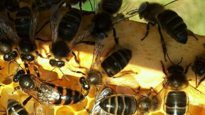 Cerca 250.000 especies de plantas dependen de la labor polinizadora de las abejas. Cerca 250.000 especies de plantas dependen de la labor polinizadora de las abejas.
