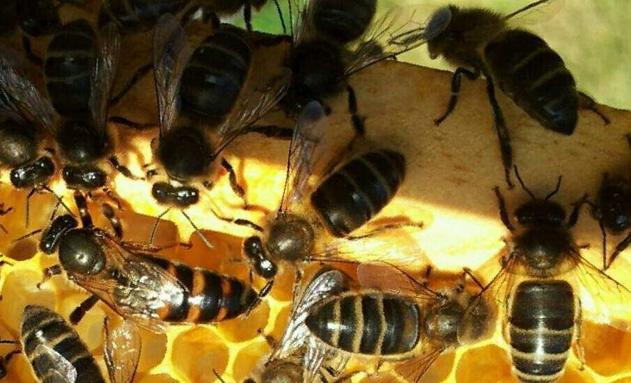 Cerca 250.000 especies de plantas dependen de la labor polinizadora de las abejas.