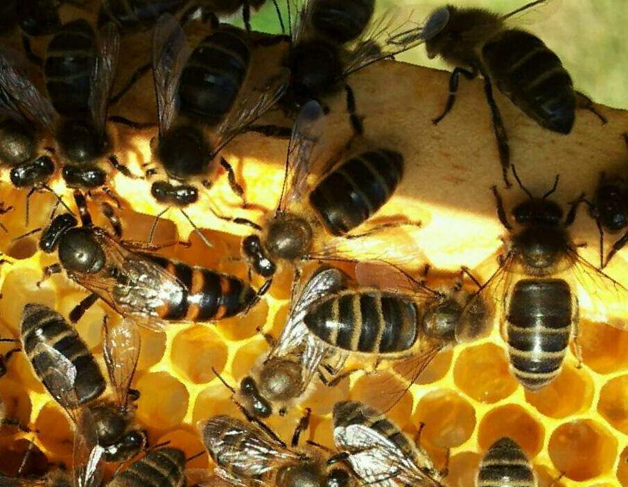 Cerca 250.000 especies de plantas dependen de la labor polinizadora de las abejas.