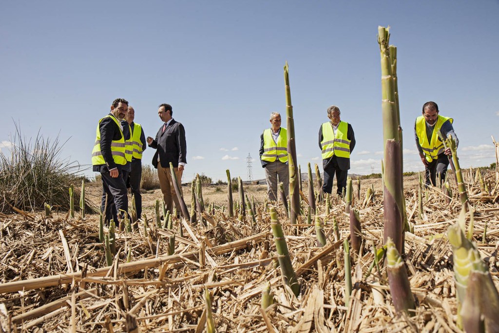 Eliminación de cañas invasoras en el Júcar