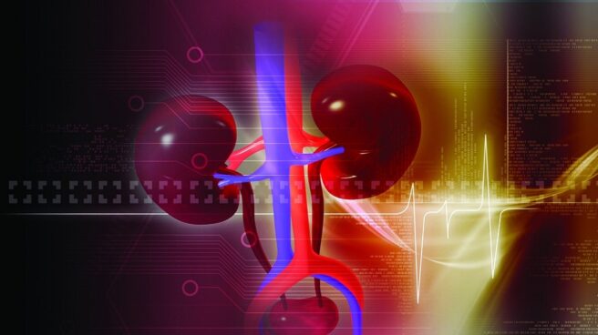 Descubren los ‘Gremlin’ de la Medicina, una proteína que podría favorecer el daño renal crónico