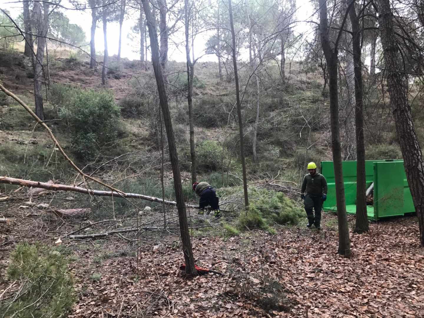 Un trabajo de limpieza de masa forestal.