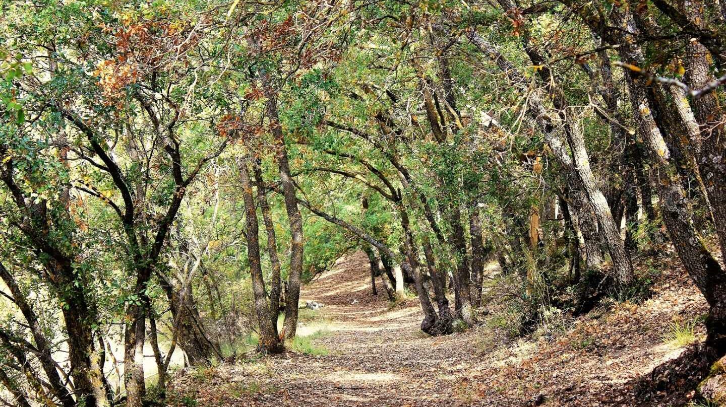 España cuenta con una superficie forestal de 27,7 millones de hectáreas.