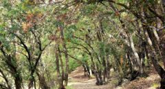 La semilla de los bosques es la diversidad