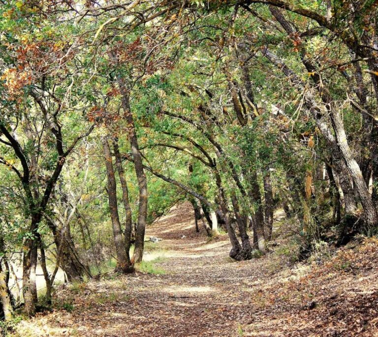 La semilla de los bosques es la diversidad