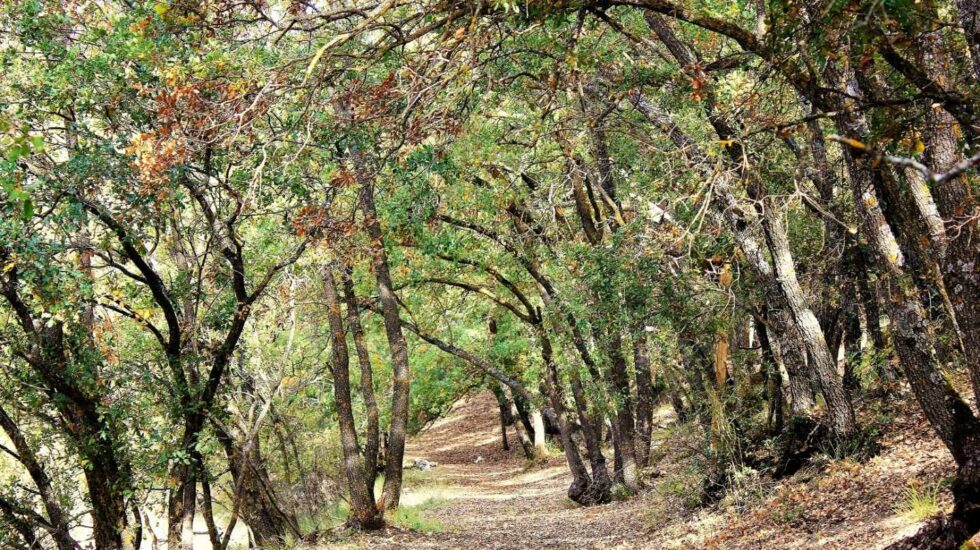 España cuenta con una superficie forestal de 27,7 millones de hectáreas.