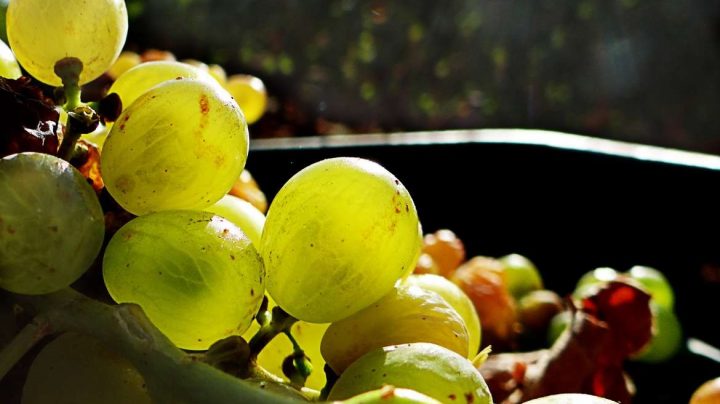 España produce más de 40 millones de hectolitros de vino al año.