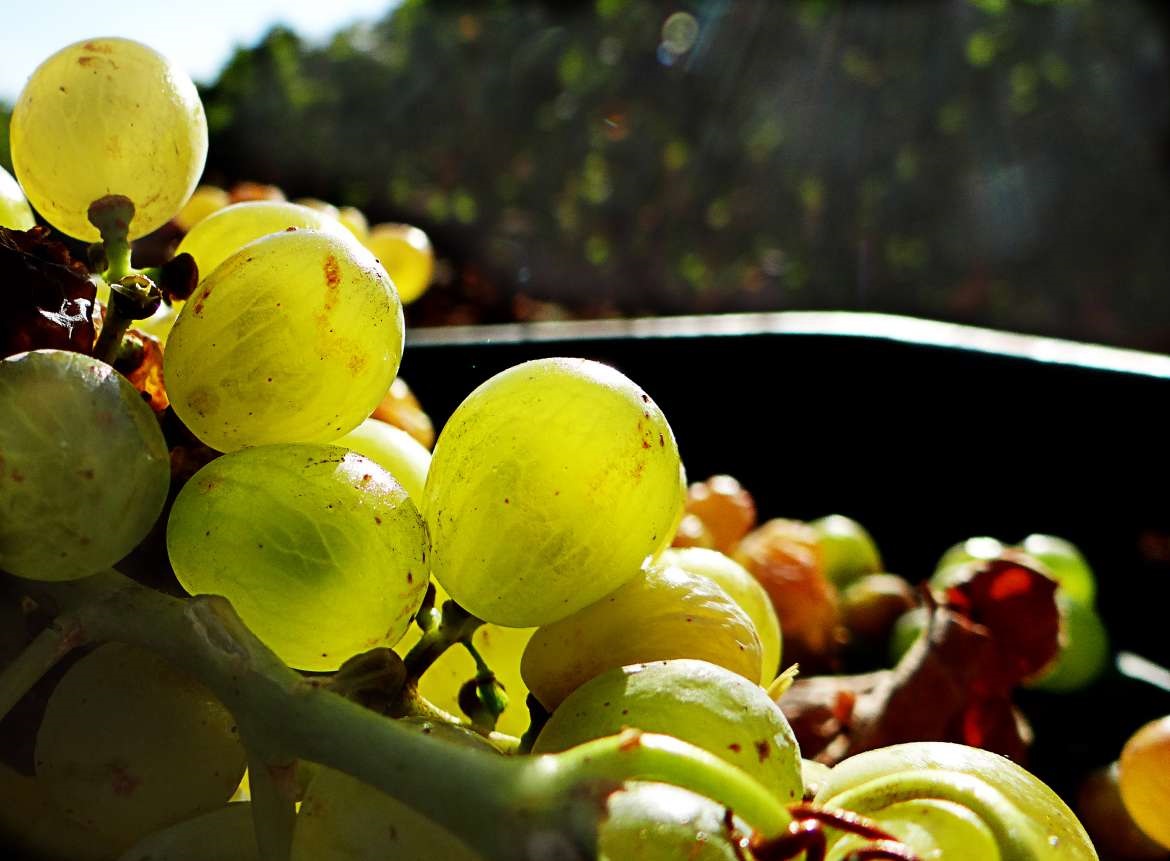 Pepitas de uva para el motor de su coche