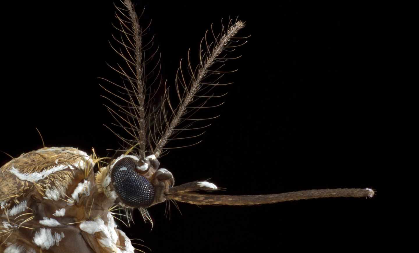 En las antenas del mosquito hembra está parte del mecanismo que les lleva a elegir a sus víctimas