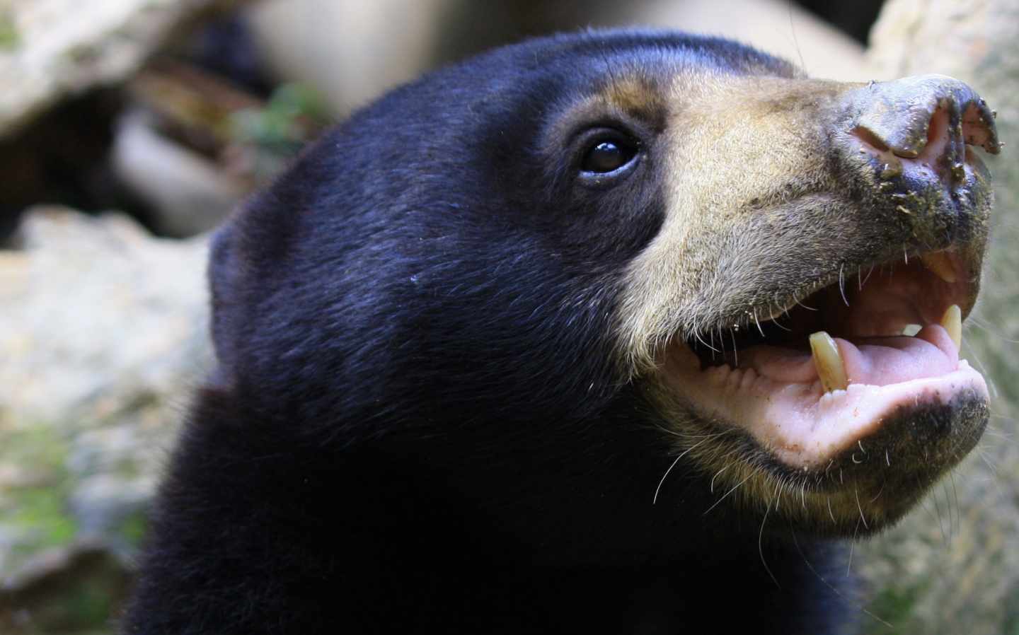 Oso malayo imitando gestos